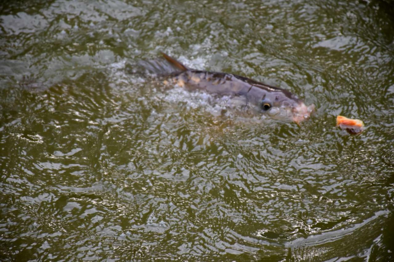 La Mare Aux Canards Cordieux Esterno foto