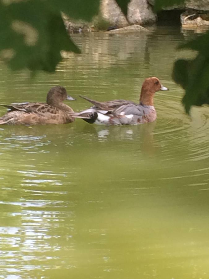 La Mare Aux Canards Cordieux Esterno foto